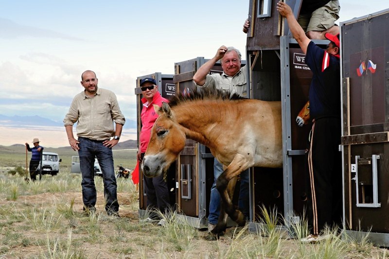 V roce 2011 se také uskutečnil historicky první český transport koní Převalského do Mongolska (foto: Petr Zavadil)